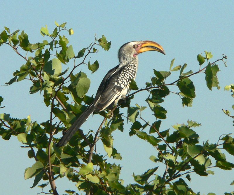 JAR 037.JPG - U brány do parku jsme si koupili krásný "manuál",  kde bylo možné odškrtávat si všechny zvířata, ktere jste viděli. U ptáků jsme měli největší problém , neboť jsme skoro žádného nebyli schopni pojmenovat. Naštěstí internet je nekonečná studnice vědění, tudíž tento pták se jmenuje anglicky Yellow Billed Hornbill, český název je Zoborožec Jihoafrický. Jeden z nejčastějších ptáku v parku, vždy seděl na kraji cesty a těsně před autem vzlétl na nějaký strom.